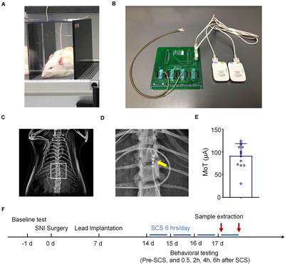 Spinal Cord Stimulation Attenuates Mechanical Allodynia and Increases Central Resolvin D1 Levels in Rats With Spared Nerve Injury